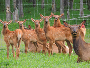 A sweet little herd of young Alberta Ranched Elk