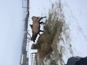 Alberta Ranched Elk - getting fed in an Alberta winter