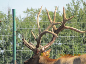 Alberta Ranched Elk - look at that rack