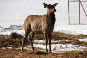 An Alberta Ranched Elk playing in the snow