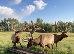 Feeding the Alberta Ranched Elk