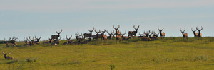 Quite the image of an Alberta Ranched Elk herd